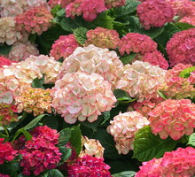 Hortensja ogrodowa Hydrangea Macrophylla (zdj.: Fotolia.com)