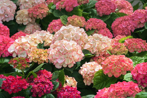 Hortensja ogrodowa Hydrangea Macrophylla (zdj.: Fotolia.com)