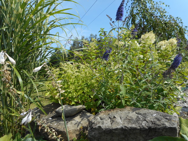 Hortensje oraz budleja 