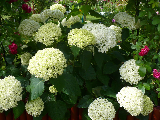 Hortensje zachwycają swoją urodą , tworząc malowniczą kompozycję.  Kuliste      wytworne kwiaty nie mają sobie równych. Wyglądają pięknie zarówno w ogrodzie jak i w wazonie.