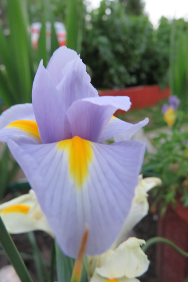 Irysy , trudno sobie wyobrazić ogród bez nich . Swoją kolorystyką i urodą zdobią   pięknie ogród.