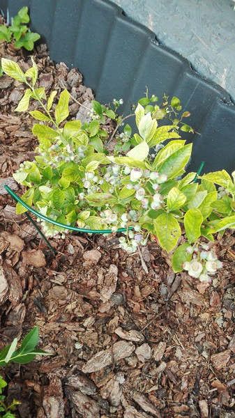 Jagody, przysmak mojego męża:)