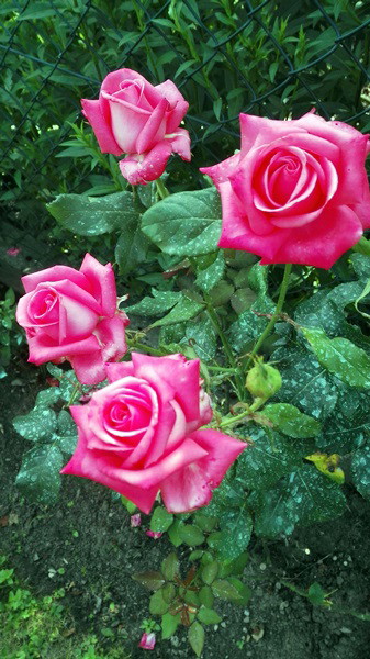 Jedna z najpiękniejszych moich róż.