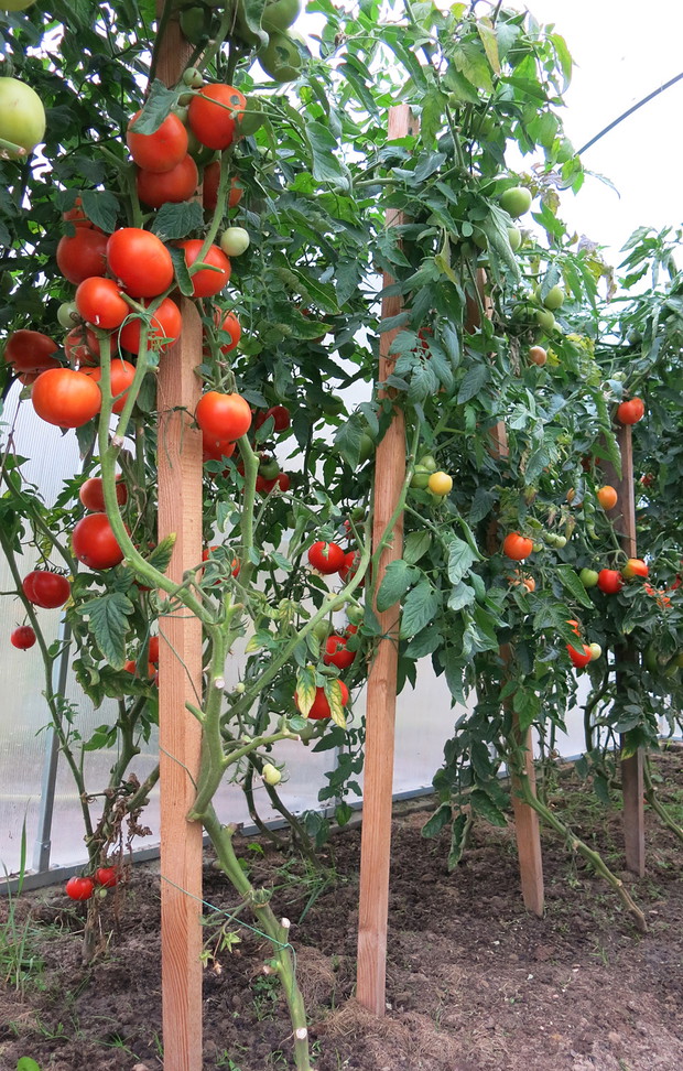 Jeszcze trochę i będzie już! Nie możemy się doczekać pomidorowego bumu.