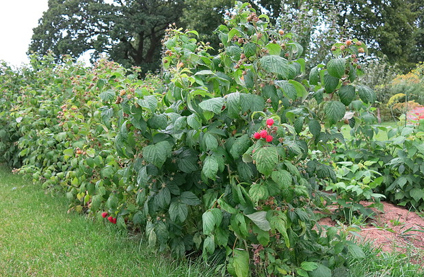 Już za chwileczkę będą i maliny. U nas króluje odmiana późna. Pierwszeństwo ma jagoda kamczacka, porzeczki, borówka i potem one..królowe lata aż do późnej jesieni.