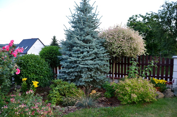 Kącik ze srebrnym świerkiem, różanecznikami, azaliami i tawułką