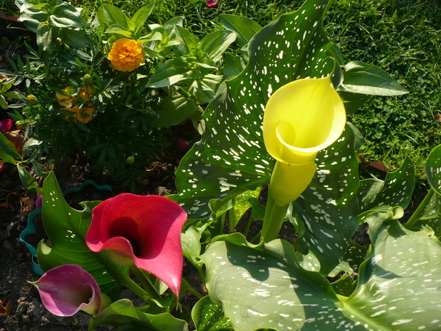 Kalie są to kwiaty eleganckie, swoją urodą i kolorystyką  zachwycają.