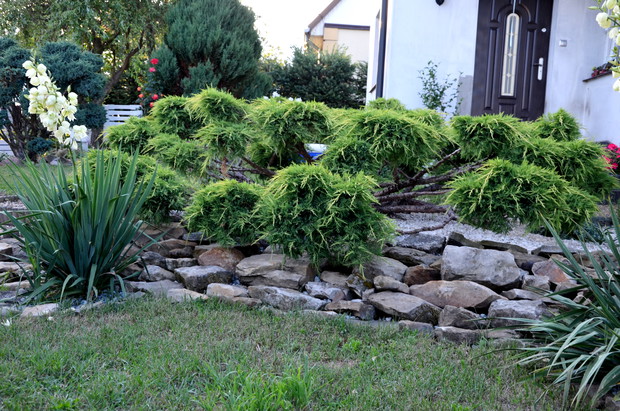 Kamienna skarpa z bonzai z jałowca