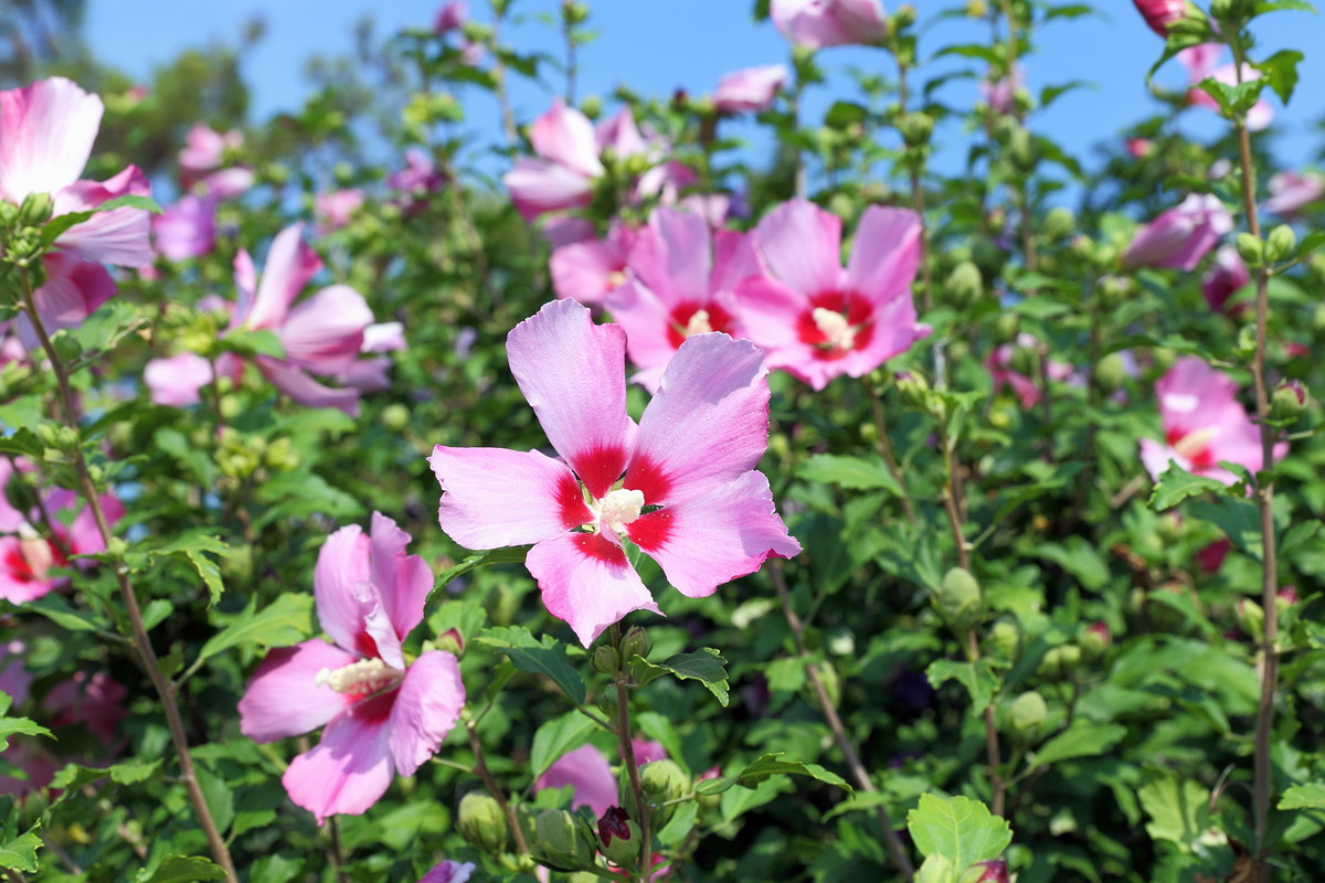 Ketmia syryjska Hibiscus syriacus (zdj.: Fotolia.com)