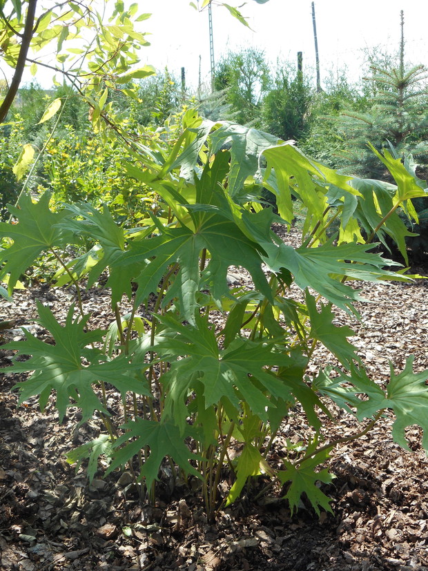 Kirengeszoma dłoniasta