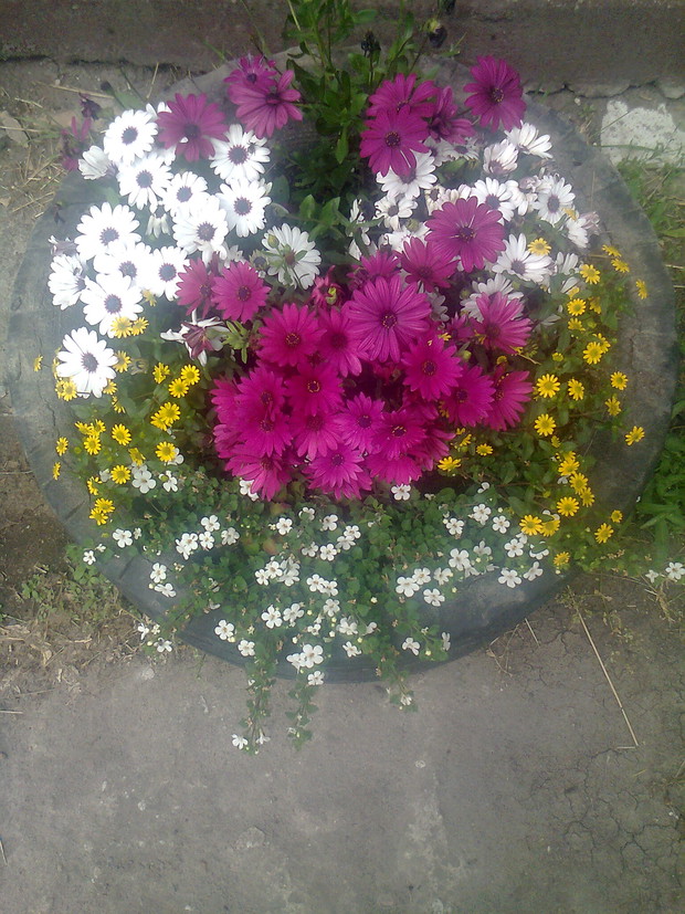 Kompozycja z kolorowych stokrotek afrykanskich bakopy i sanvitalii.