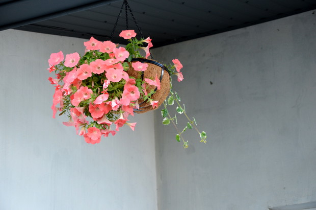 Kosz ze surfiniami na tarasie