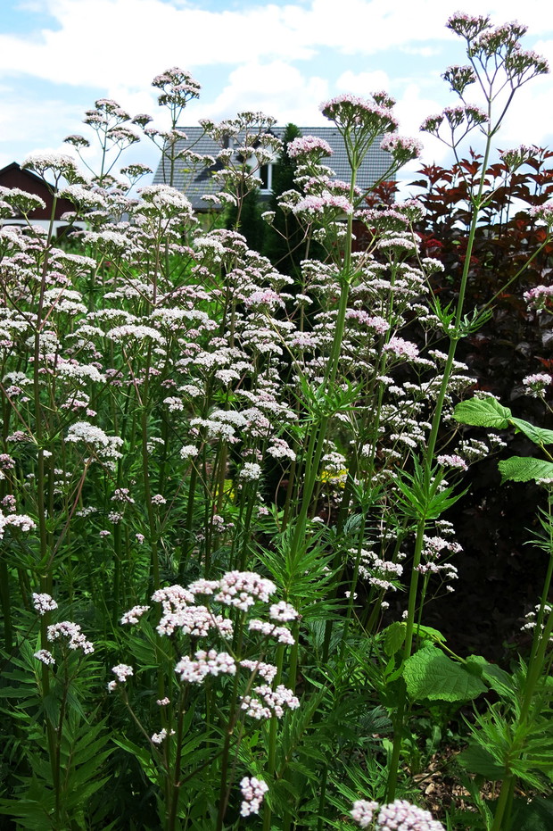 Król ziołownika, bezapelacyjnie! Kozłek lekarski ten jegomość wyrasta u nas zawsze ponad miarę, pyszni się kwieciem na wysokości piętra, panoszy, rozsiewa. Nie dość, że piękny to jeszcze pro-zdrowotny. Pszczoły i trzmiele także go uwielbiają.