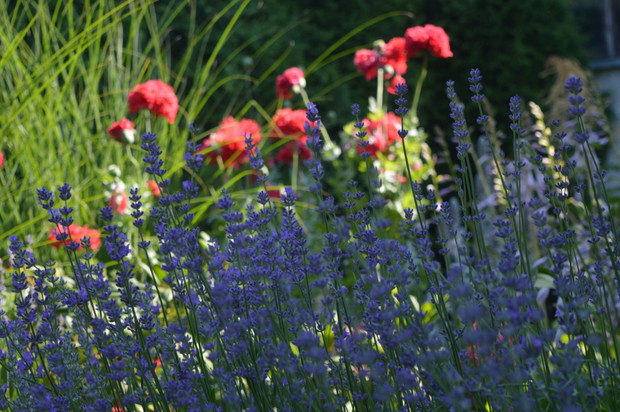 lawenda a w tle maki