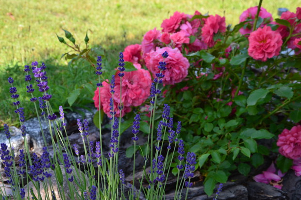 Lawenda świetnie komponuje się z różami.