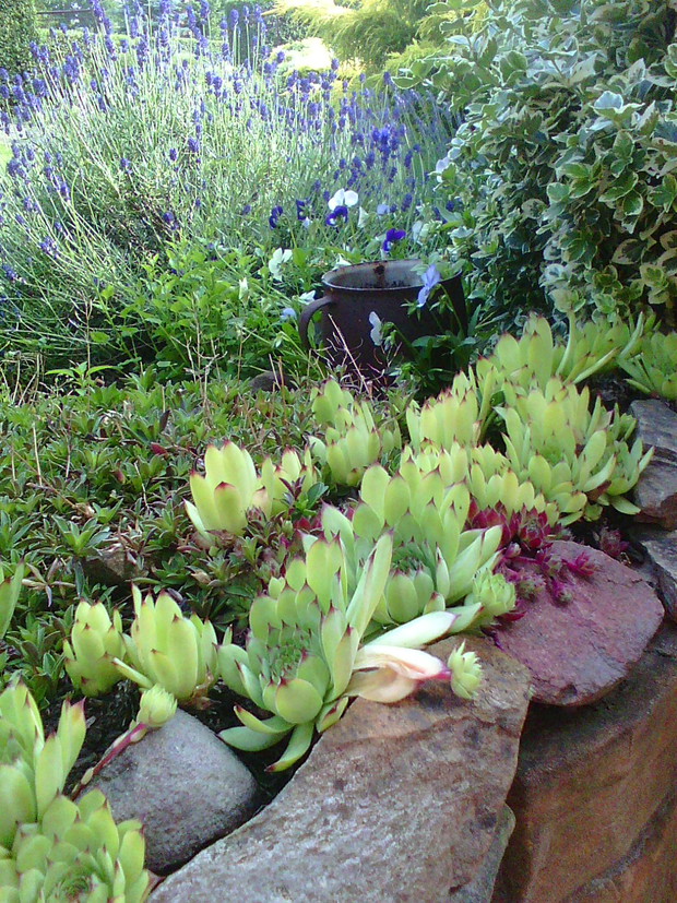 Lawendowy zakątek z rojnikami w tle