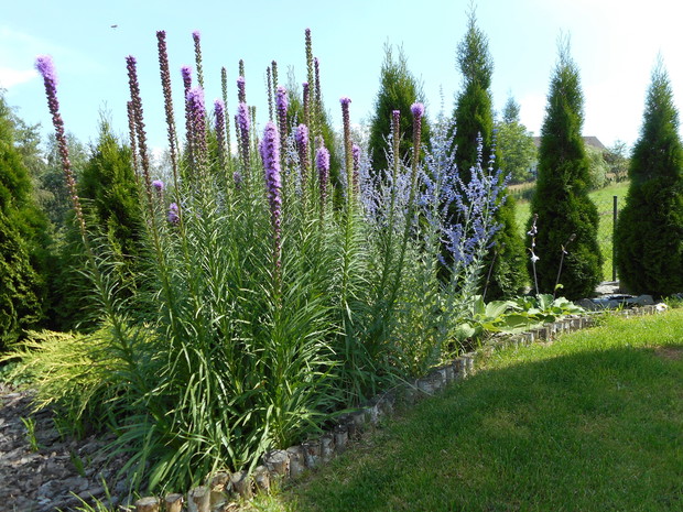 Liatra kłosowa oraz perowskia łobodolistna