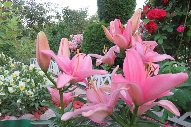 Lilie cieszą  się nie zwykłą urodą i kolorystyką