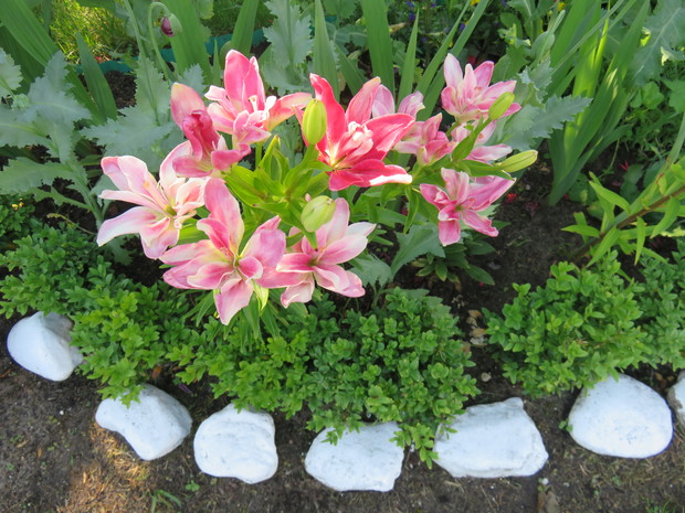 Lilie cieszą  się nie zwykłą urodą i kolorystyką