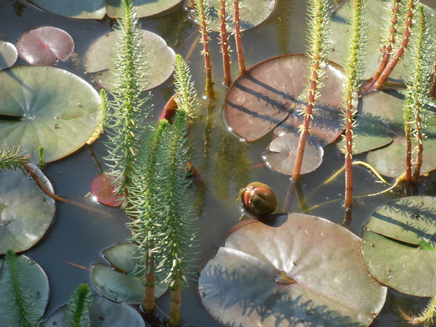 lilie wodne podchodzące do kwitnienia
