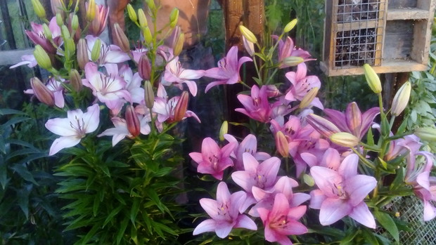 Liliowy zakątek. :)