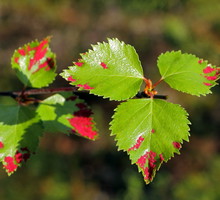 Liście brzozy często atakowane są również przez larwy kleszczy (zdj.: Fotolia.com)