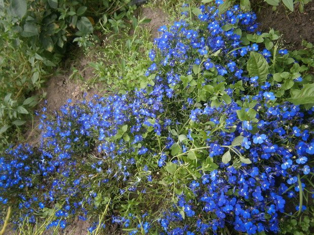 Lobelia