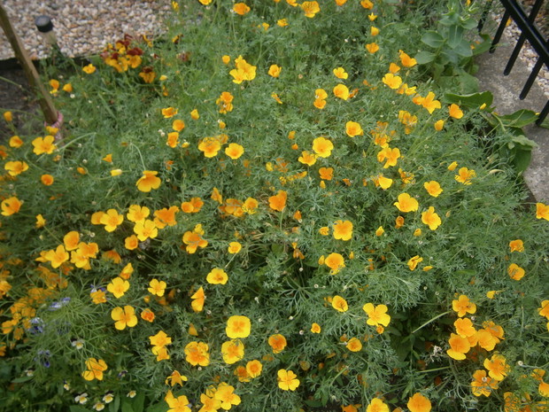 Maczek kalifornijski