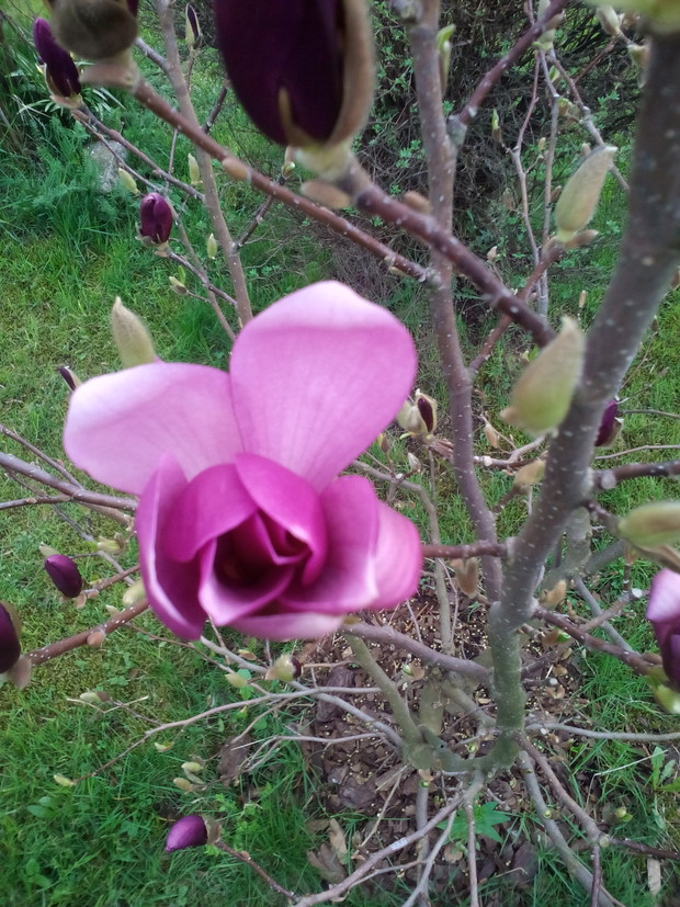 magnolia