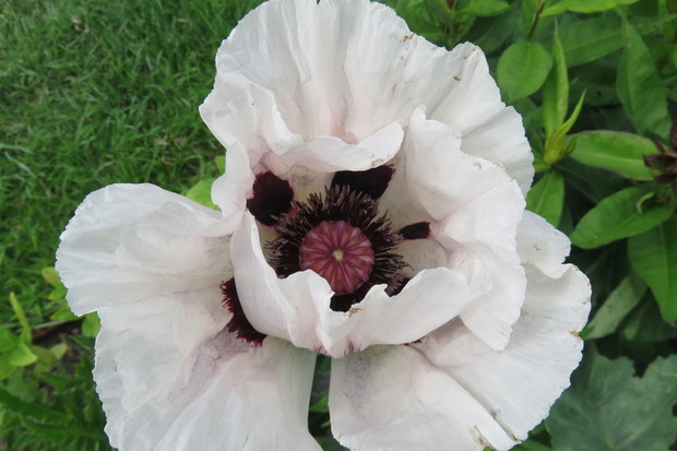 Maki  kwitną stosunkowo krótko,  ale są urocze i piękne.