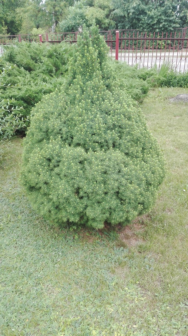 mała tuja