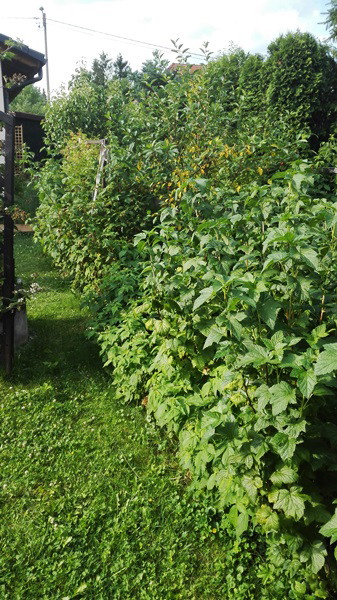 Malinowy chruśniak.