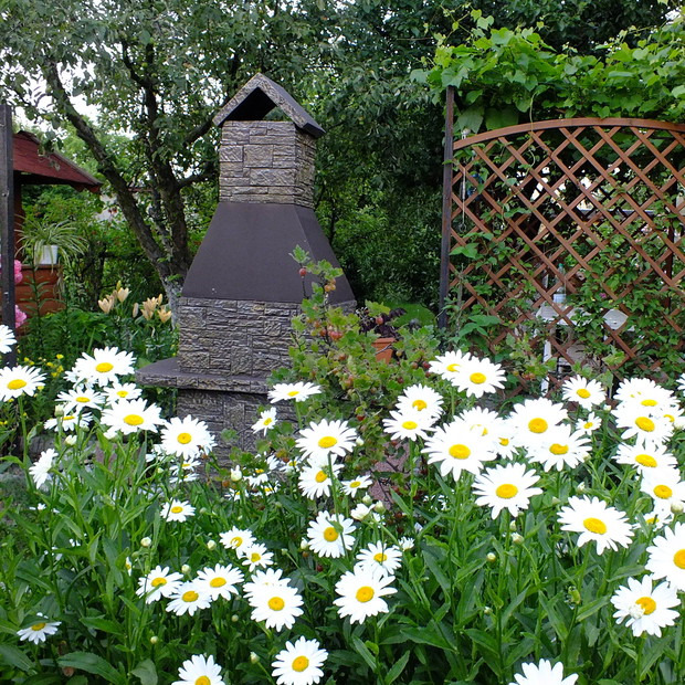 Margaretki w pełnym rozkwicie