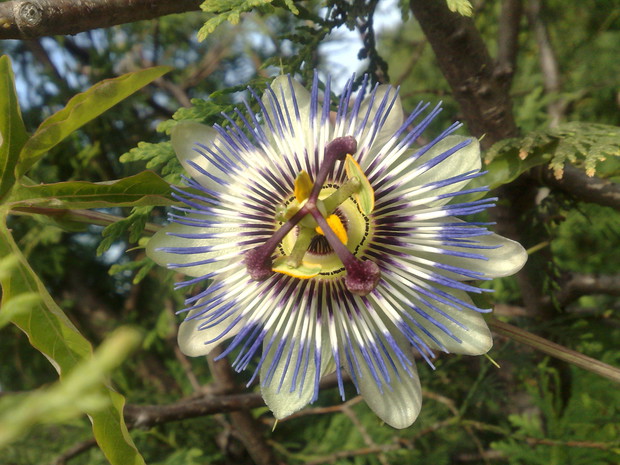 Męczennica błękitna