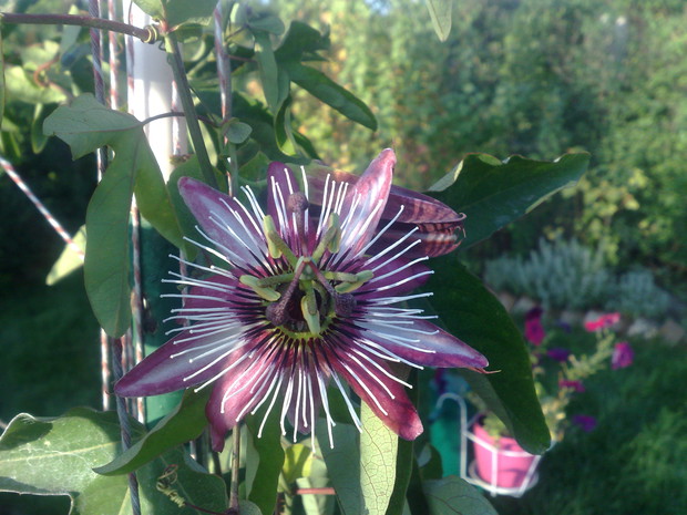 Męczennica czerwona