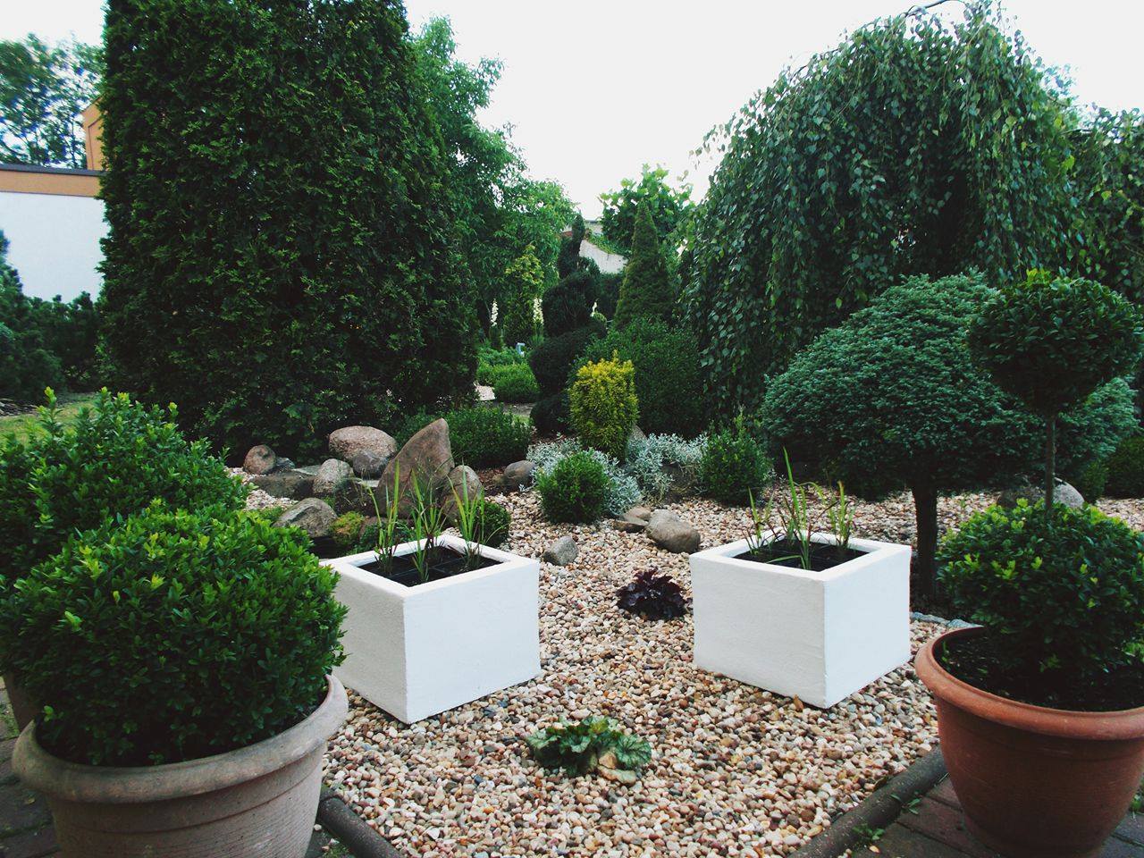 Miejsce przed domem. Widoczne białe, betonowe doniczki, w których posadzone są czerwone imperaty cylindryczne 'Red Baron'. 