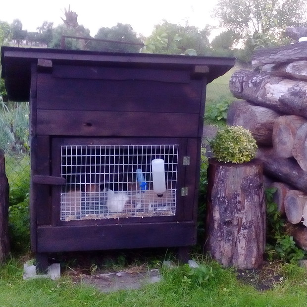 Miejsce w ogródku dla stadka świnek morskich. :)