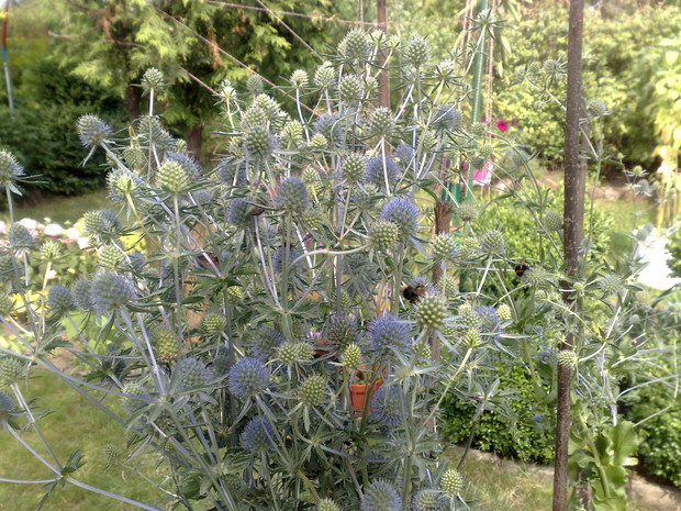 Mikołajek nadmorski