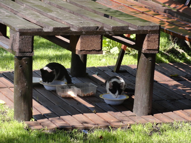 Mleczko, paróweczki...