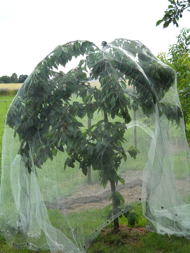 Młode drzewko czereśni zabezpieczone przed niechcianymi gośćmi-Szpakami.