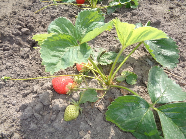 Młodziutkie truskawki