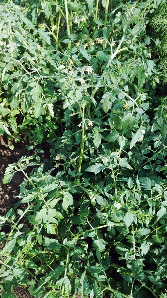 Mój najnowszy eksperyment, pomidorki wysiewane wprost do gruntu. Już zakwitają.