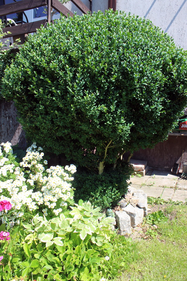 Mój okazały bukszpan, który ma około 15 lat.  