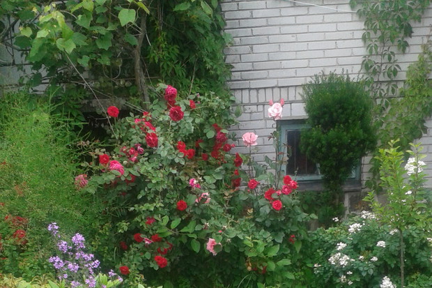 Moj piekny fragment ogrodu z formowanym bukszpanem.