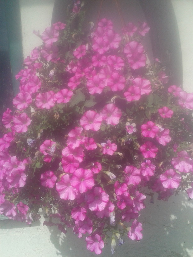 Moja cudowna okazala surfinia.