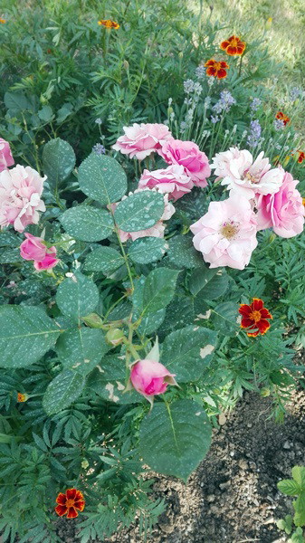 Moja kolejna miłość róże.