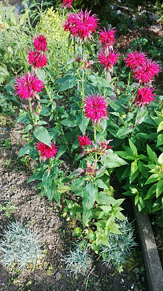 Moja nowość wysiana z nasionek pysznogłówka. Dostojna, wyrazista i piękna.