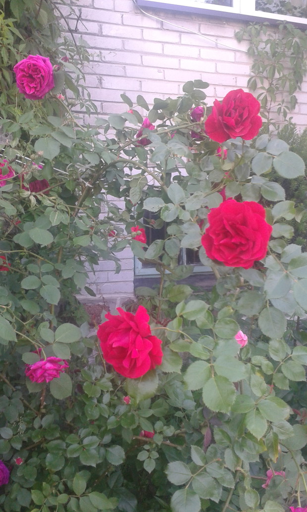 Moja ulubiona pnaca czerwona roza.
