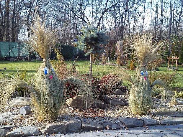 Moje kwoczki z rozplenicy japońskiej.