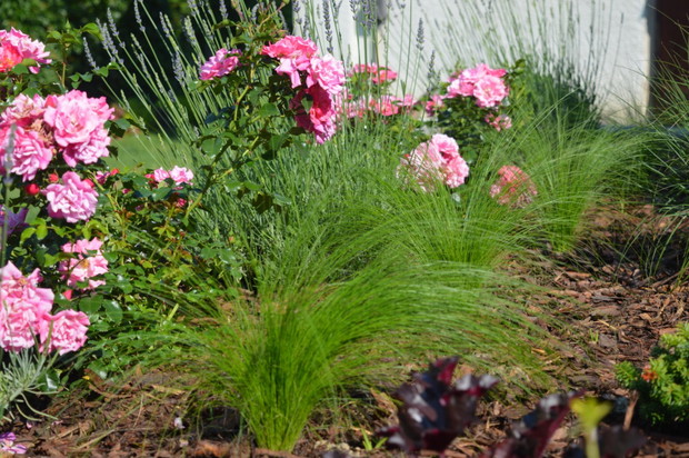 moje ulubione zestawienie : róża, lawenda i stipa